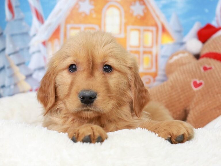 Golden Retriever