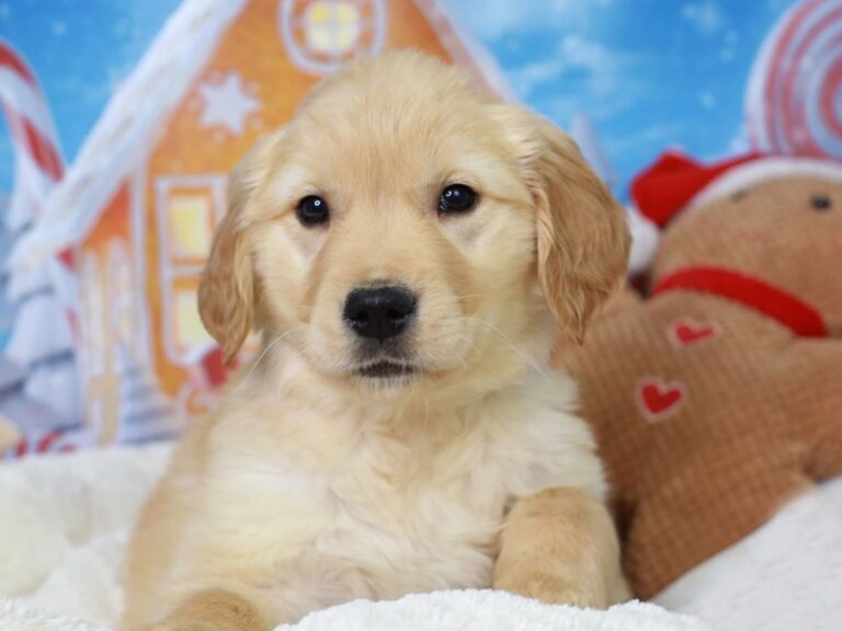 Golden Retriever