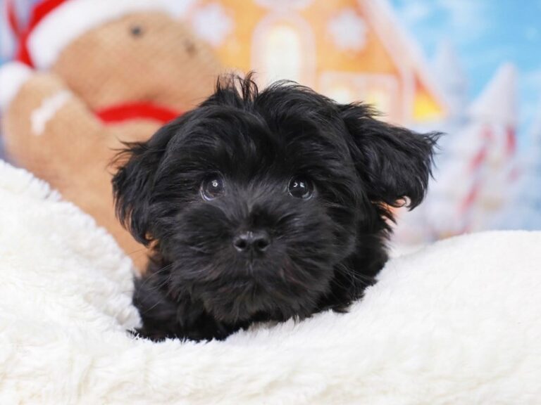 Yorkie-Poo