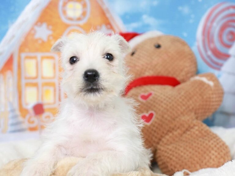 West Highland Terrier