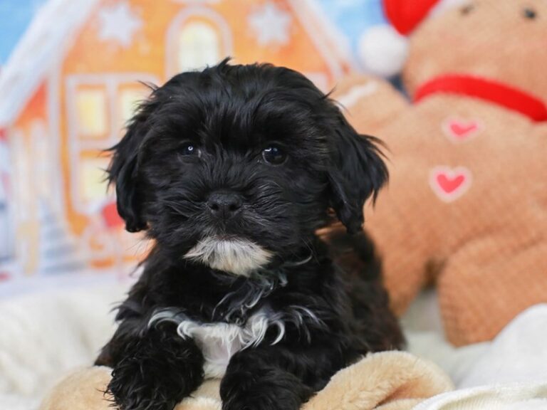 Shih Poo