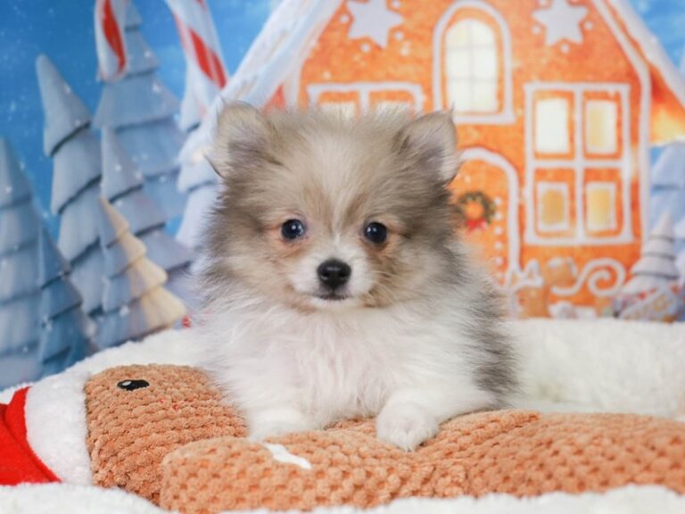 Pomeranian