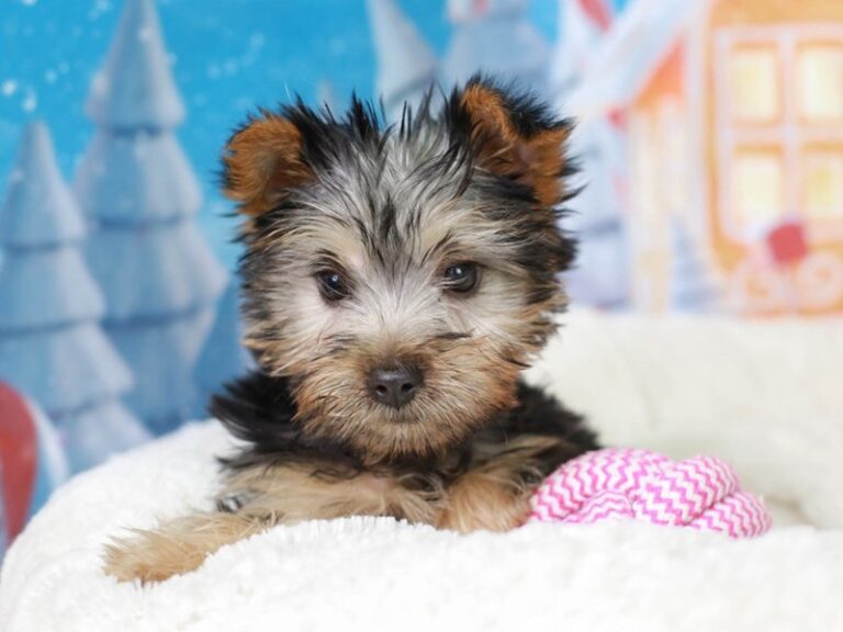 Silky Terrier