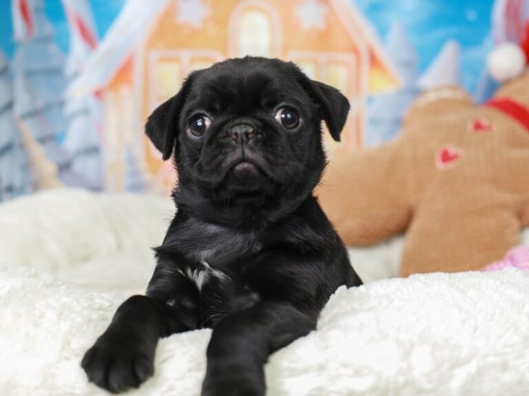 Pug