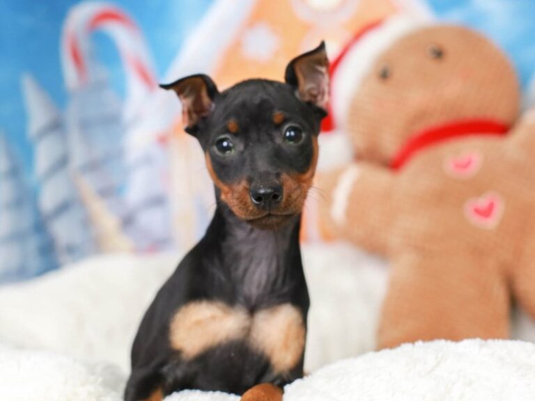 Mini Pinscher