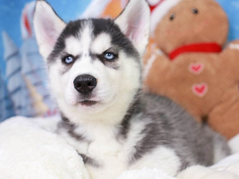 Siberian Husky