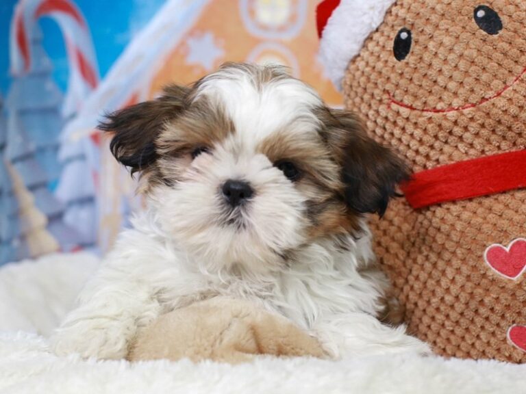 Shih Tzu