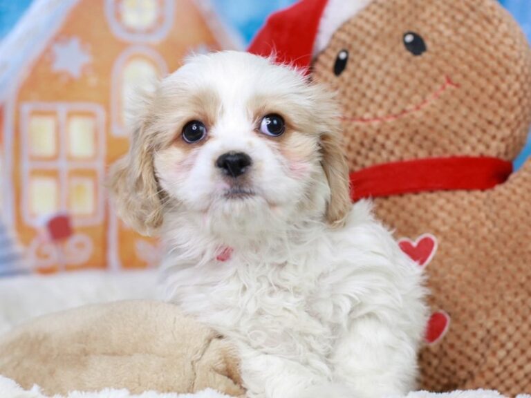 Cavachon