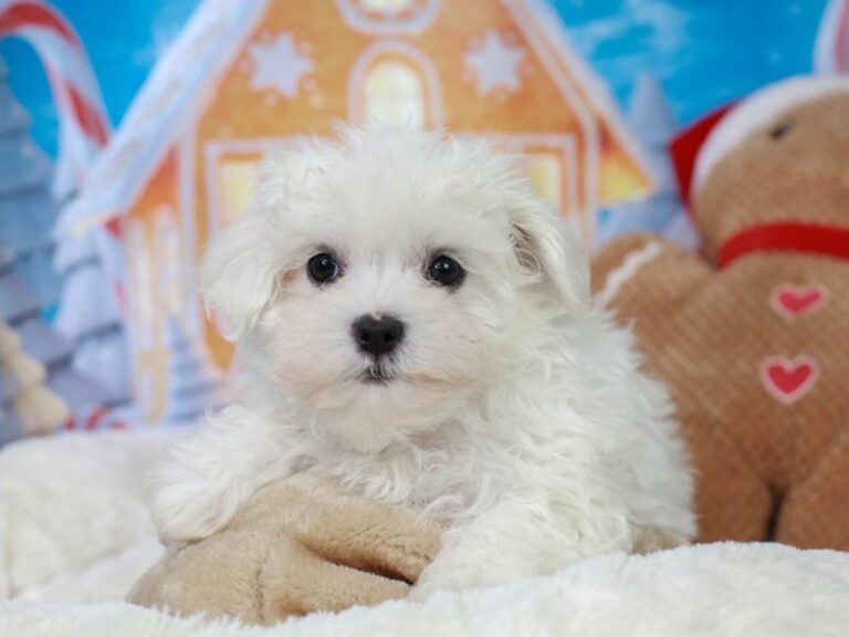 Maltese