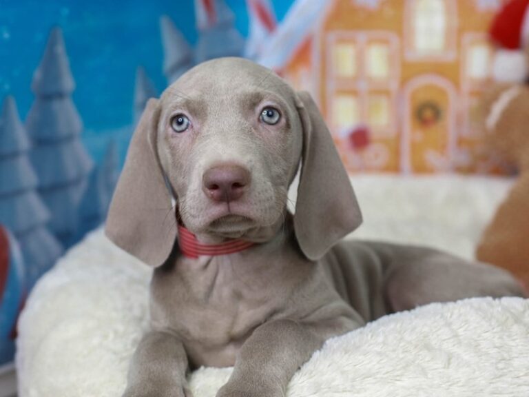 Weimaraner