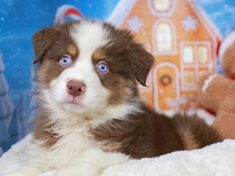 Australian Shepherd