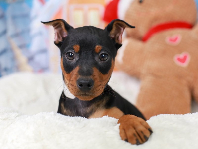 Miniature Pinscher-Male--2942656-Animal Kingdom | Puppies N Love