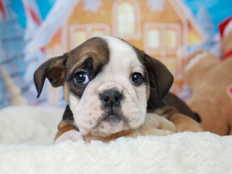 English Bulldog