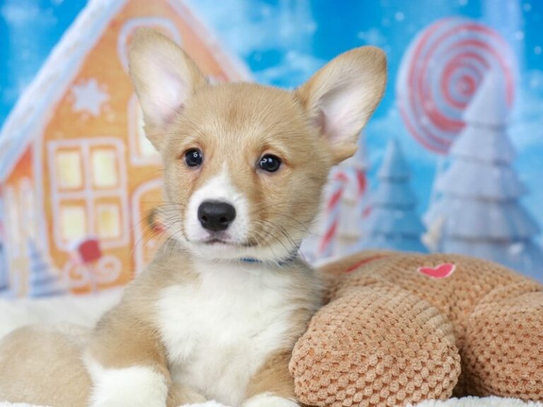 Pembroke Welsh Corgi