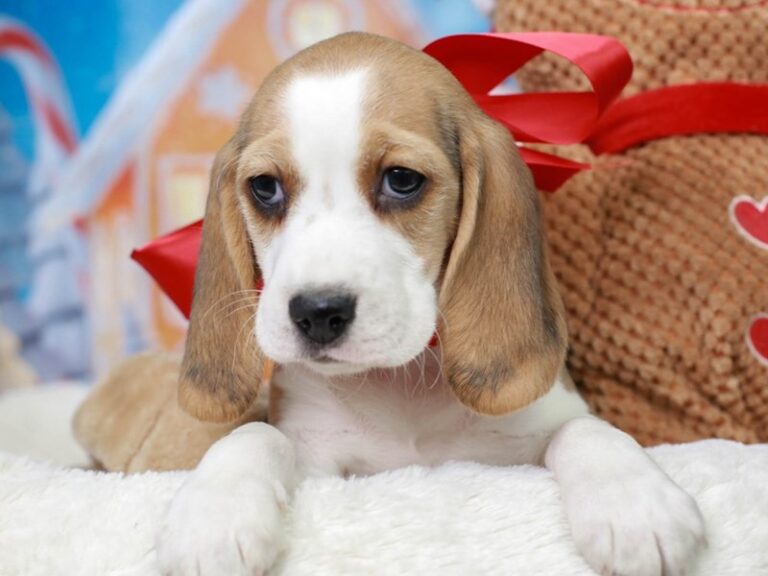 Beagle