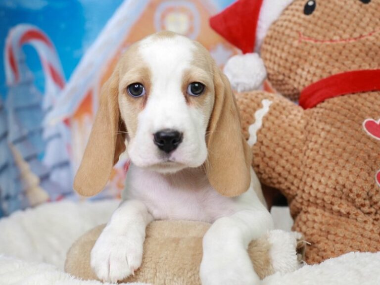 Beagle