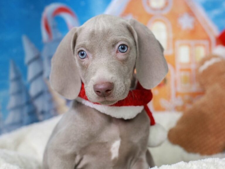 Weimaraner
