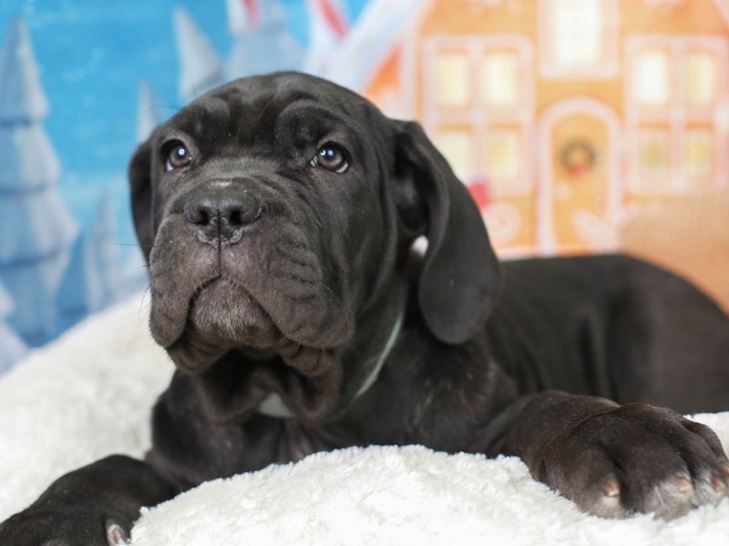 Neapolitan Mastiff-Male--2942586-Animal Kingdom | Puppies N Love