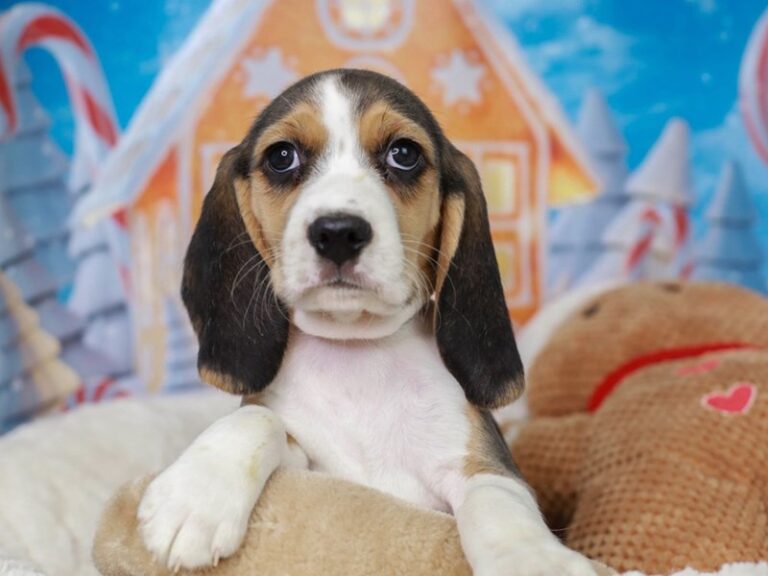 Beagle