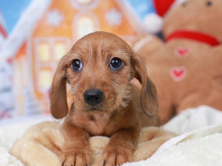 Dachshund