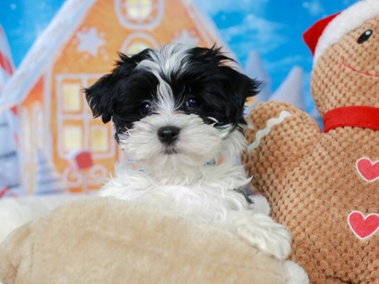 Morkie
