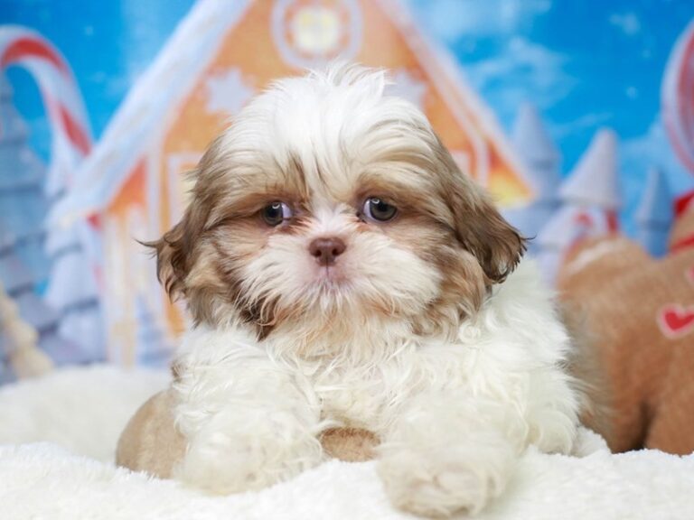 Shih Tzu