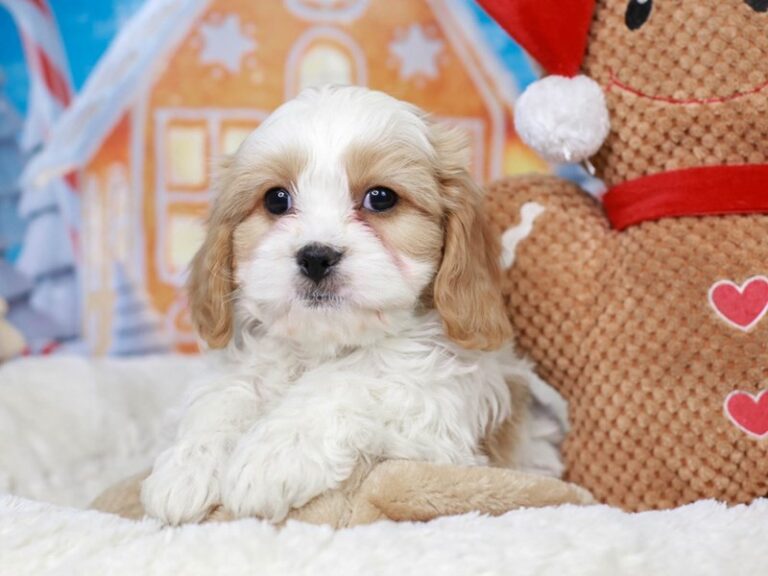 Cavachon