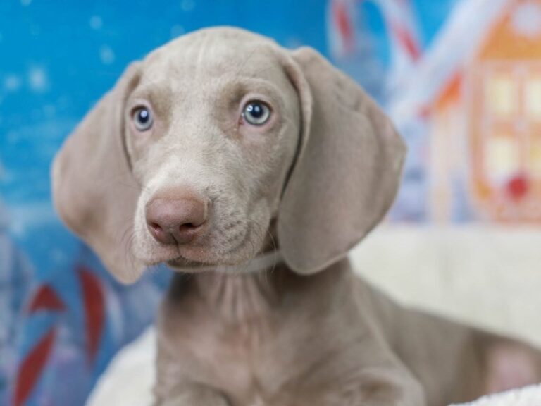 Weimaraner