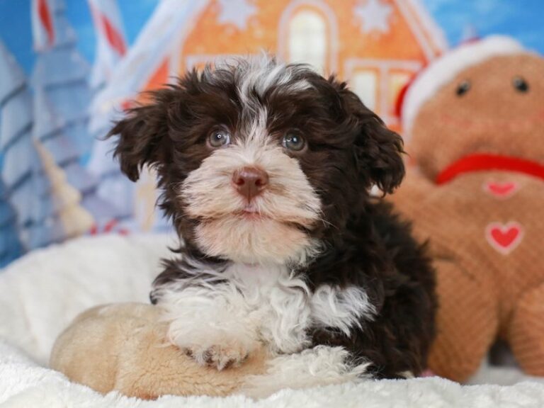 Havanese