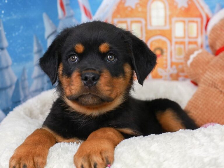 Rottweiler