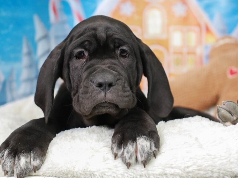 Neapolitan Mastiff