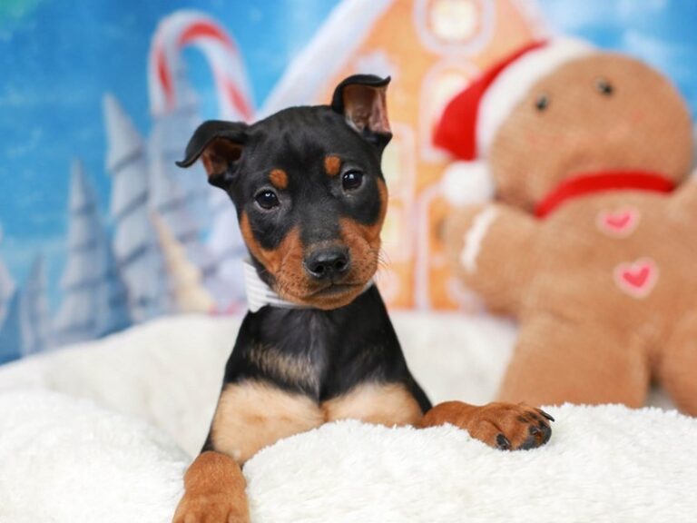 Mini Pinscher
