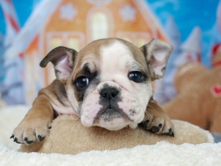 English Bulldog