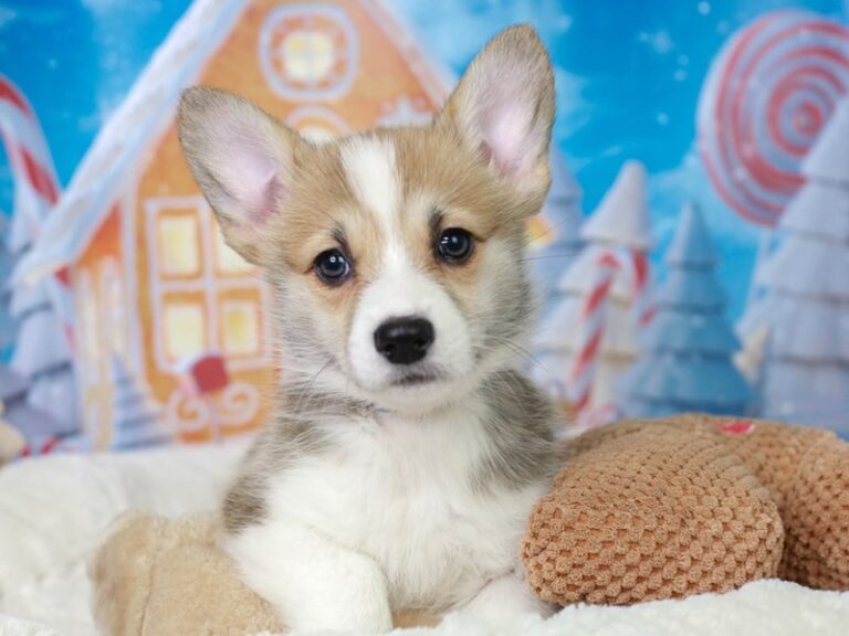 Pembroke Welsh Corgi