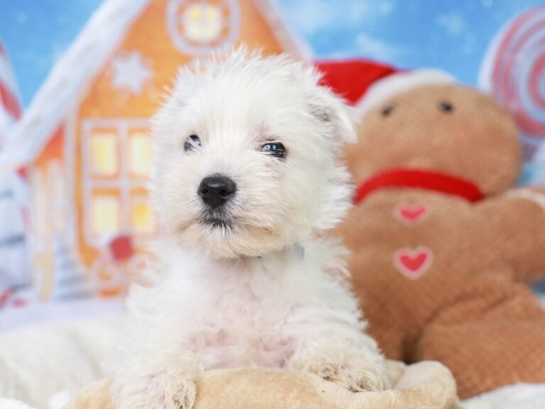 West Highland Terrier