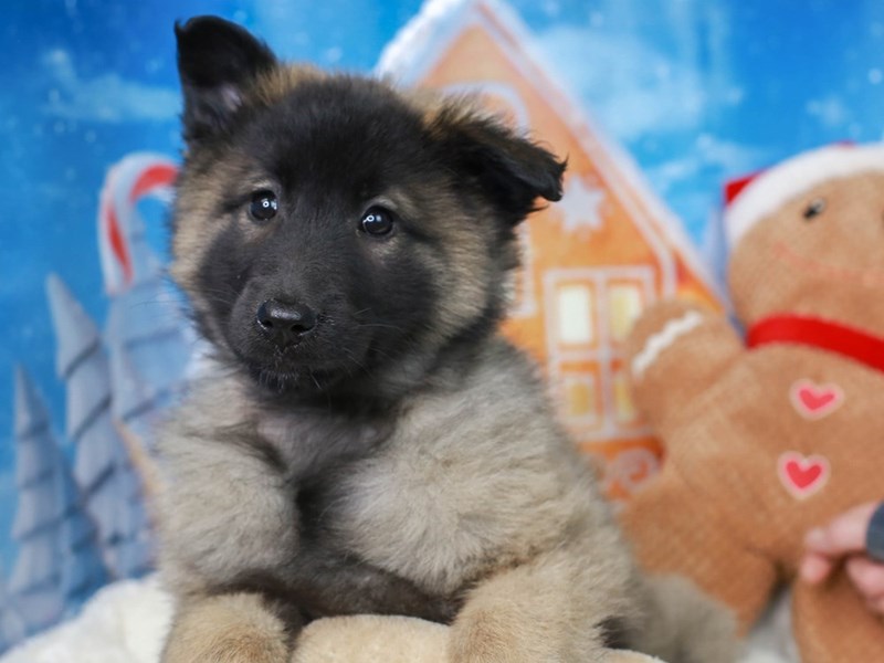Belgian Tervuren-Female--2942051-Animal Kingdom | Puppies N Love