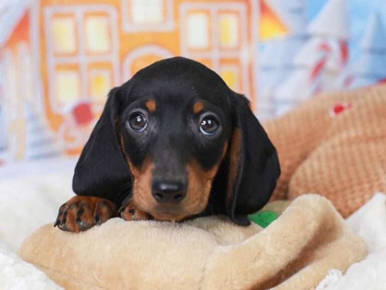 Dachshund