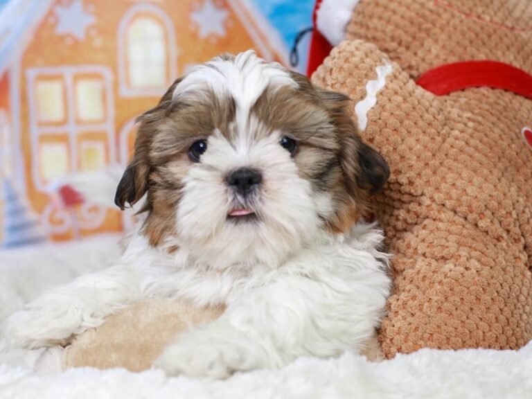 Shih Tzu