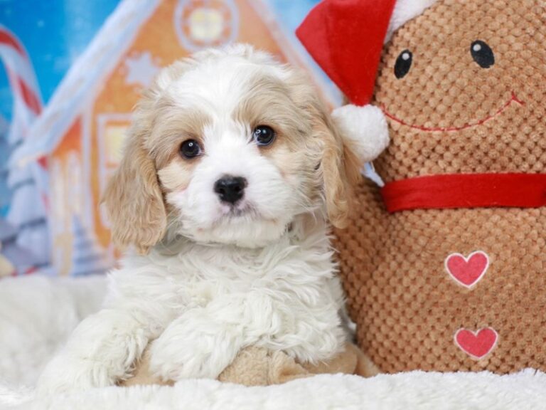 Cavachon