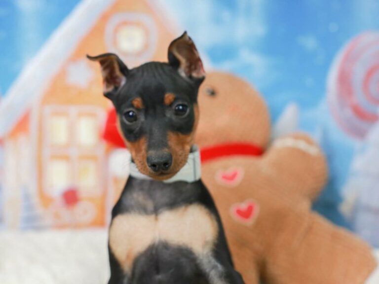 Mini Pinscher