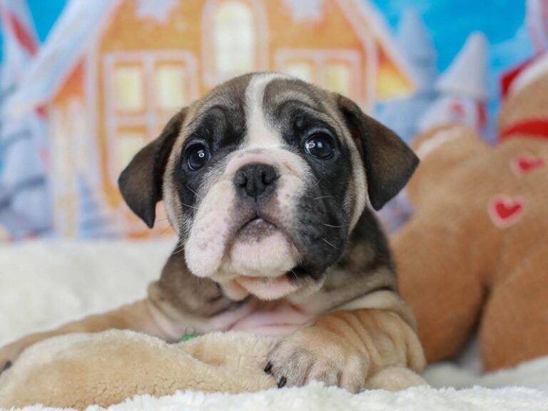 English Bulldog