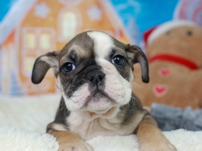 English Bulldog