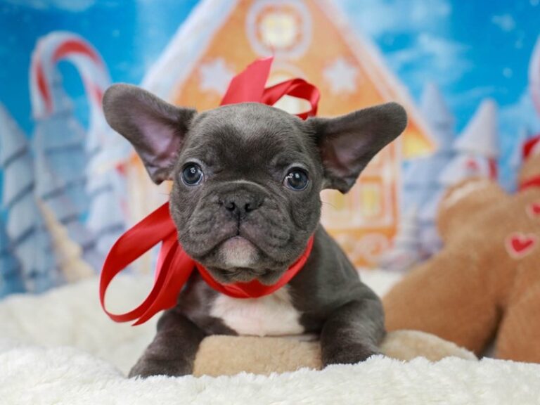 French Bulldog