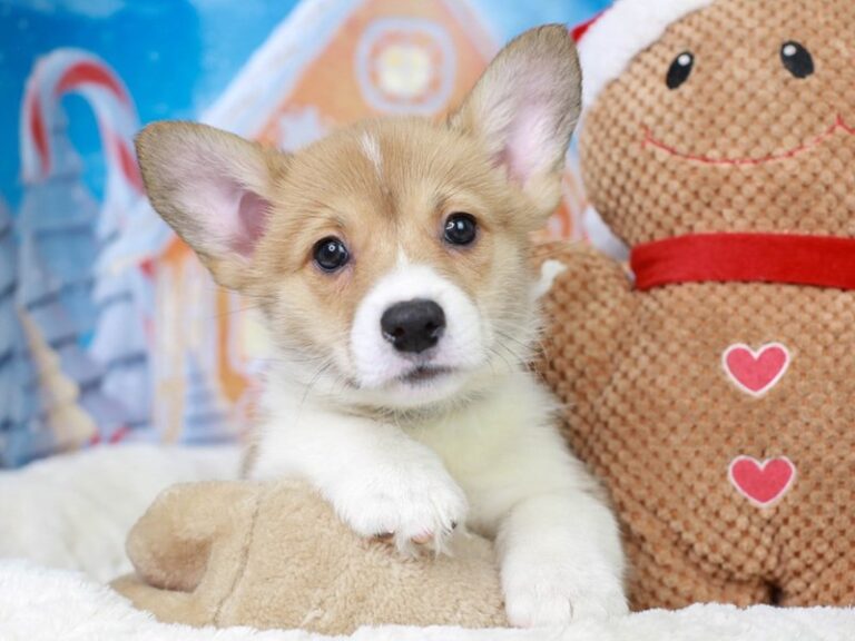 Pembroke Welsh Corgi