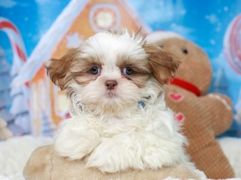 Shih Tzu
