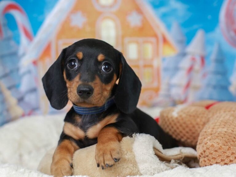 Dachshund