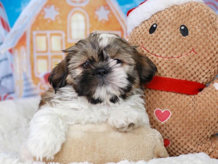 Shih Tzu