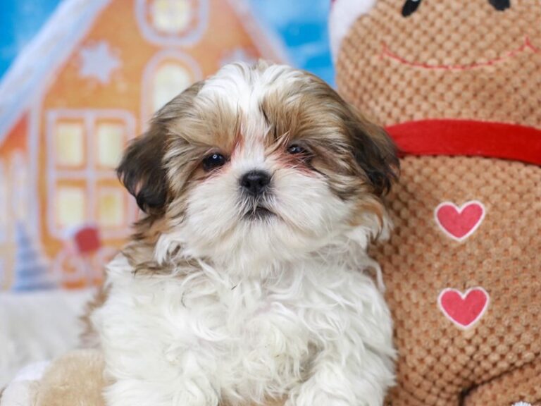 Shih Tzu