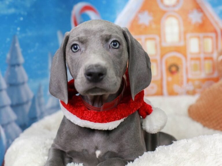 Weimaraner