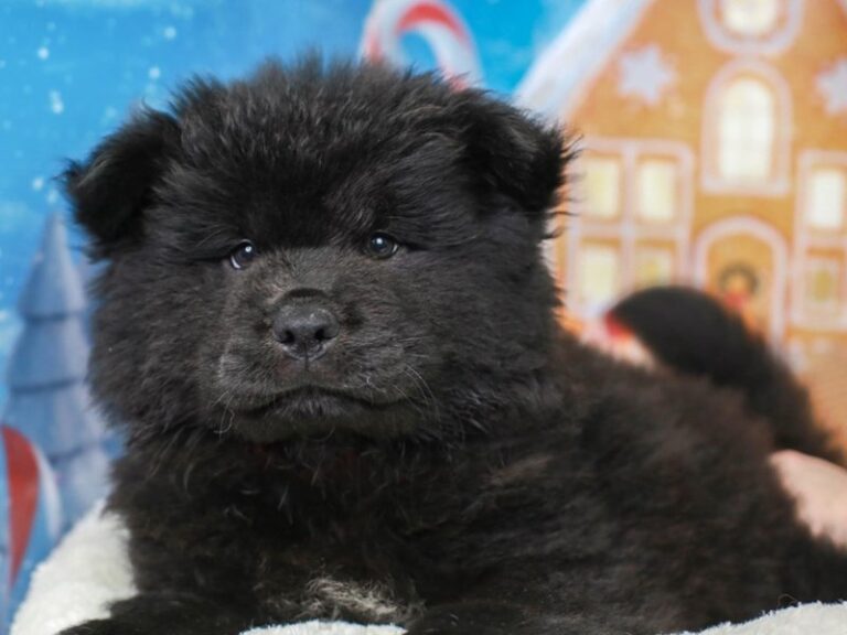 Chow Chow